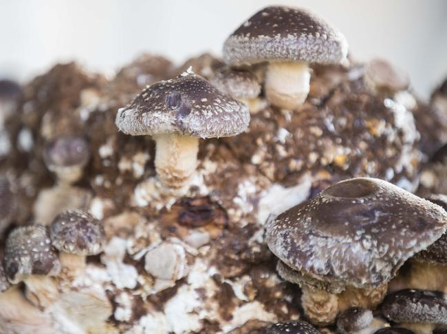 Mr Sestokas’ farm grows shiitake mushrooms, among many others. Picture: Richard Jupe