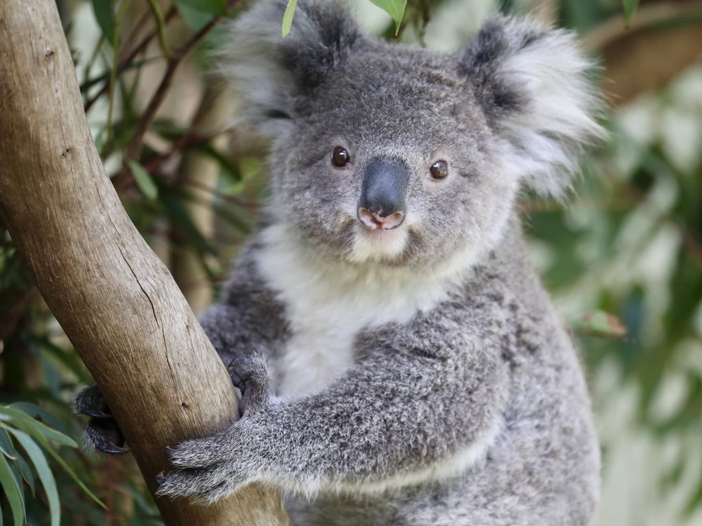 Gympie Koala Action Group urges residents to sign petition