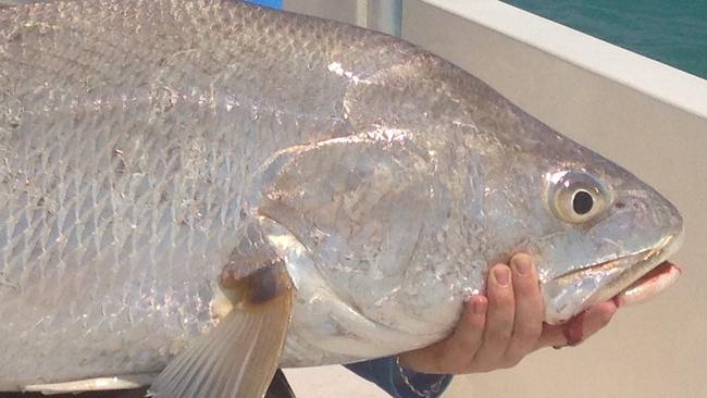 Alicia Bullock with a 127cm jewfish caught at the Vernon Islands