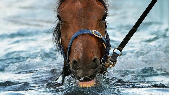 Super Cool has a swim in the pool at Flemington after a morning's work. Picture: Jay Town