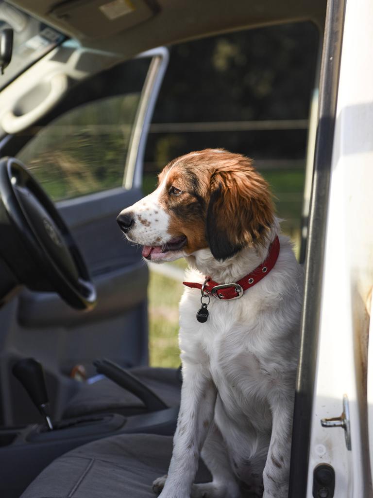 The Austin family’s dog Maggie is in the driver’s seat. Picture: Dannika Bonser