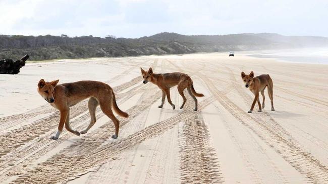 FRASER ISLAND: A YOUNG child was airlifted from Fraser Island after he was attacked by a pack of dingoes, (not the dingoes in this picture).