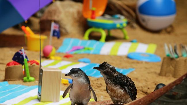 The sanctuary had a hub for penguins Picture: Troy Snook