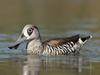 Duck shooting season gets greenlight