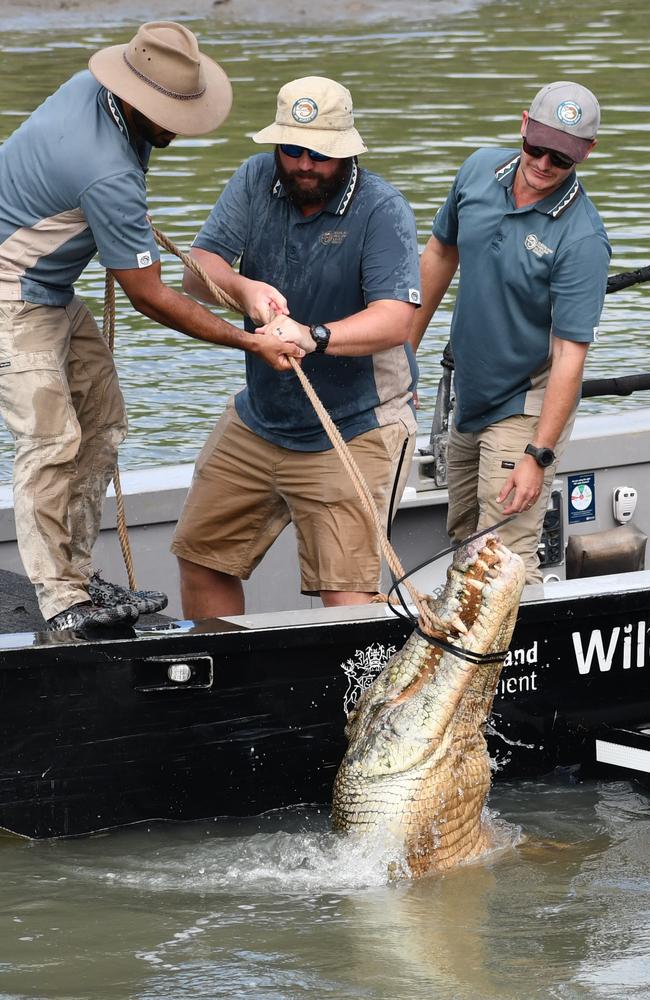 Department of Environment, Science and Innovation Wildlife Officers remove a saltwater crocodile, also known as an estuarine crocodile, measuring at least four metres in length at Port Hinchinbrook in Cardwell between Townsville and Cairns in North Queensland on Monday. The animal is believed to be responsible for an attack on a human and death of at least one pet dog. Picture: Cameron Bates