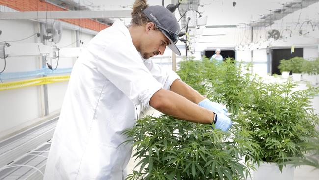 Master grower Steffen Kraushaar in the Mother Plants Greenhouse at MediFarm. Picture: Megan Slade/AAP