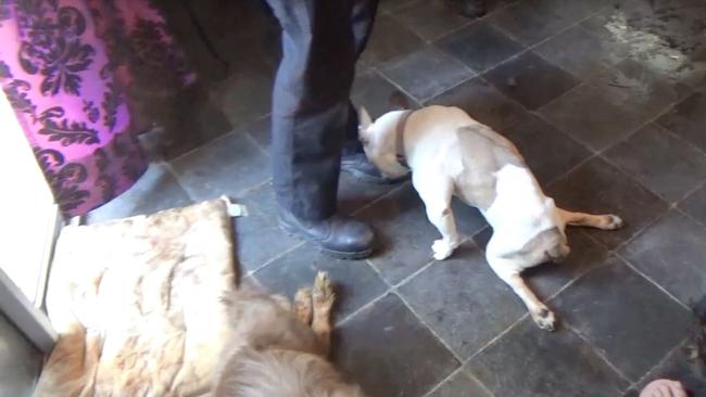 A dog unable to hold up its hind legs drags itself along the floor in a scene from the horrific footage. Picture: RSPCA