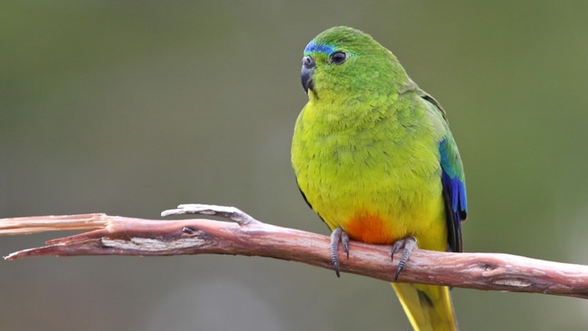 Orange-bellied parrot.