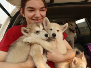 Montana Gardener, 14, keeps her four Alaskan malamute puppies entertained at the evacuation centre in Batemans Bay, after being forced to evacuate her home with the dogs. Picture: John Grainger