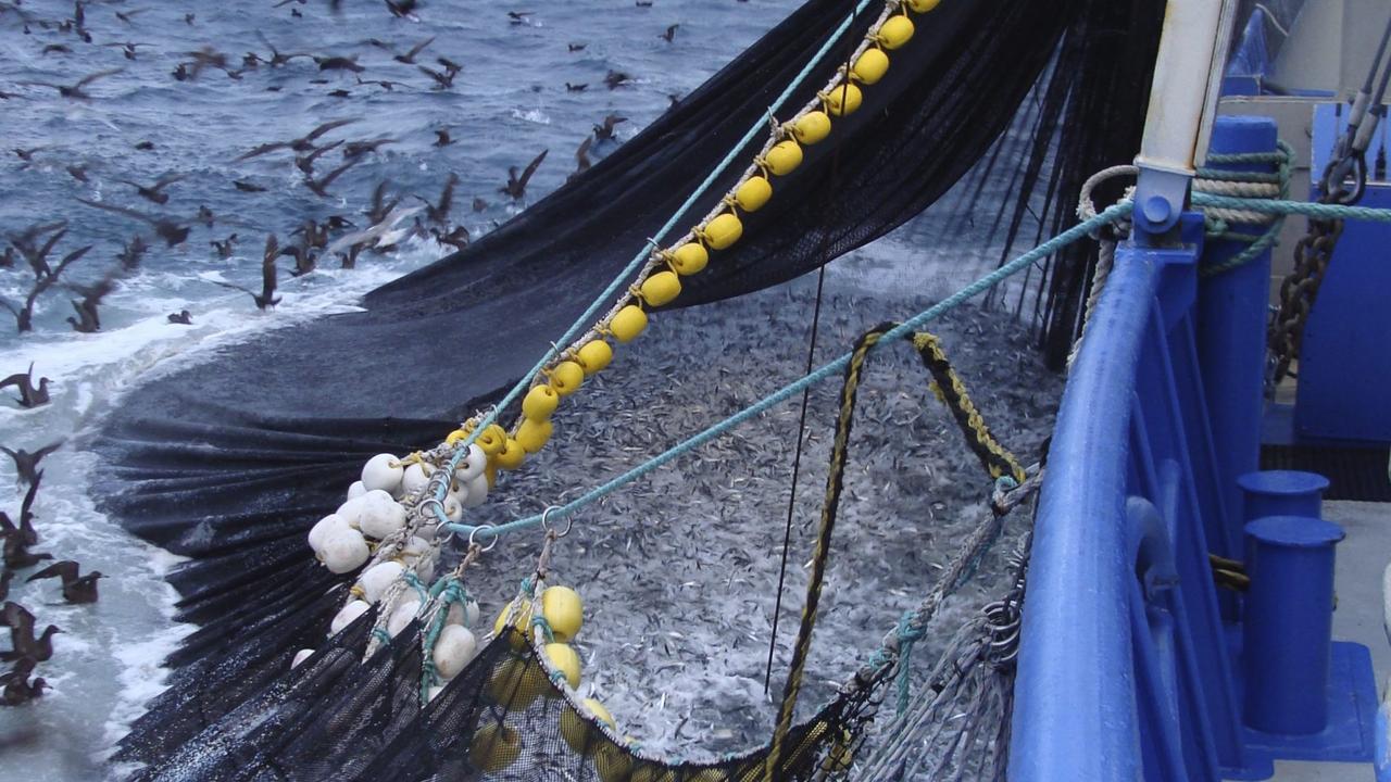 ‘Holy grail’ fish discovery comes with one big catch