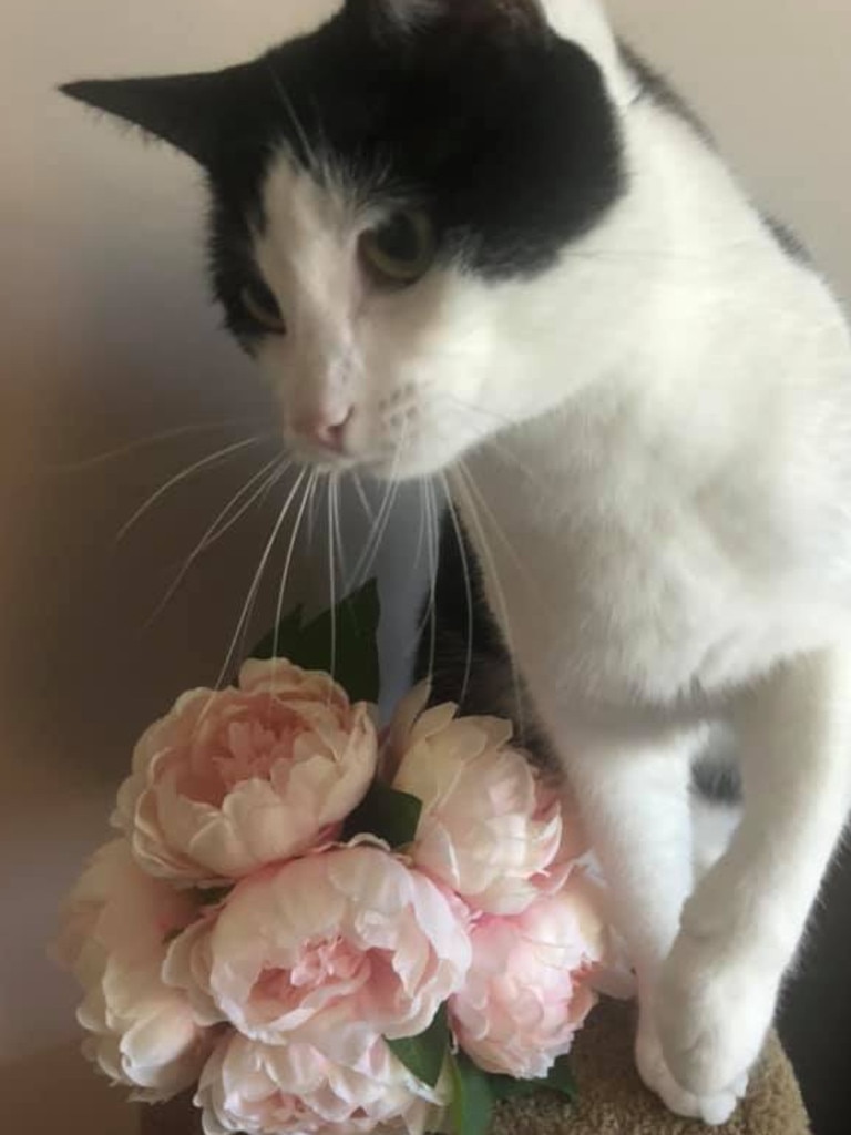 Percy my cat-dog loves to play and enjoys walking on his back legs. Picture: Lisa Banyard.