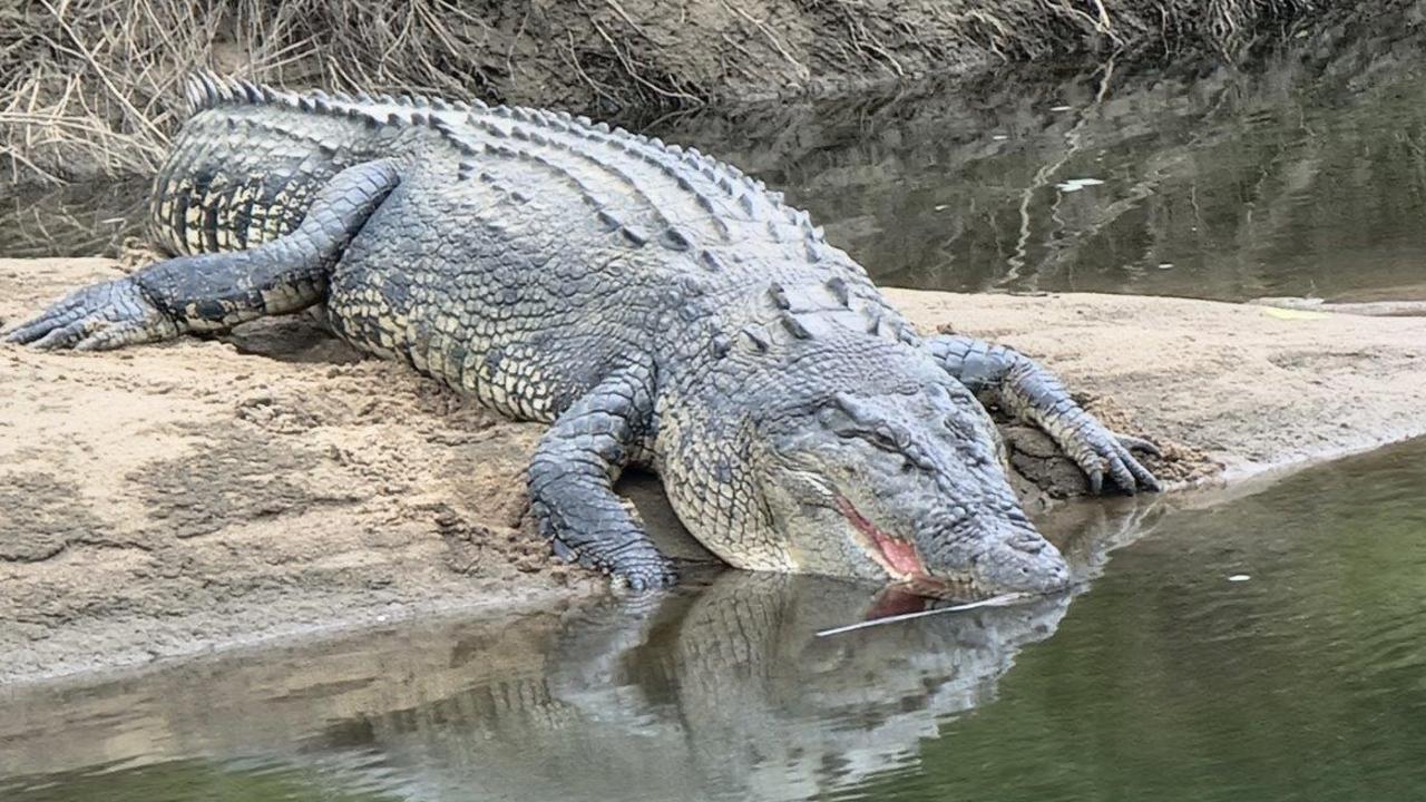 Crocodiles use their snouts to nudge dog to safety from river