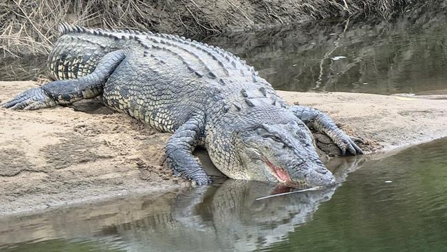 The large croc spotted at Clyde Rd bridge over the Russell River. Picture: Gus Lee