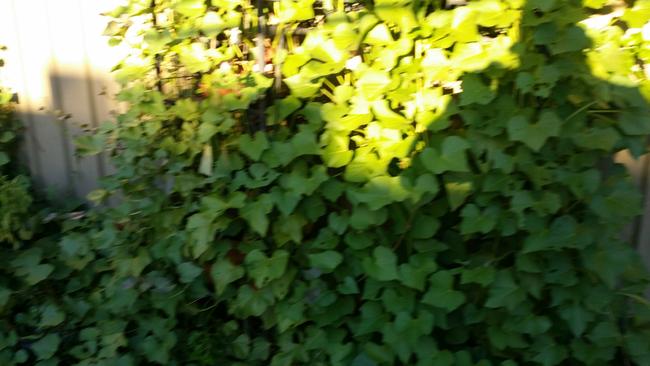 The sweet potato plant thrived along the garden and fence.