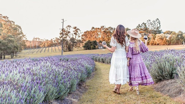 Lavender at Sirromet Winery.