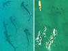 Dozens of sharks spotted at Gold Coast beach