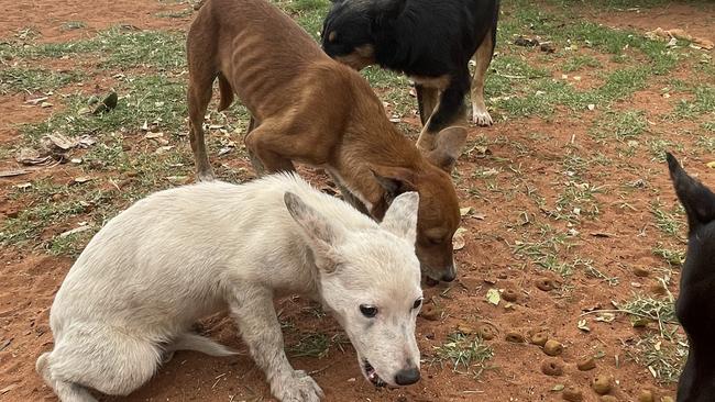 Growing numbers of dogs are roaming the main street in particular, blocking entrances to businesses and posing traffic and health risks in the Barkly region. Picture: Supplied