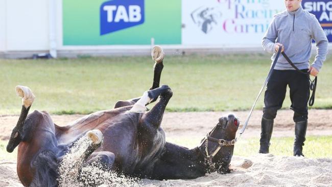 Barrier blues: Yucatan will have his work cut out in the Melbourne Cup.