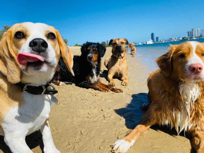 Maverick the beagle and friends enjoying some time at the beach with their doggy daycare friends and Eric Mazzei from Unleashed GC Pty Ltd. Picture: instagram.com/unleashed.gc