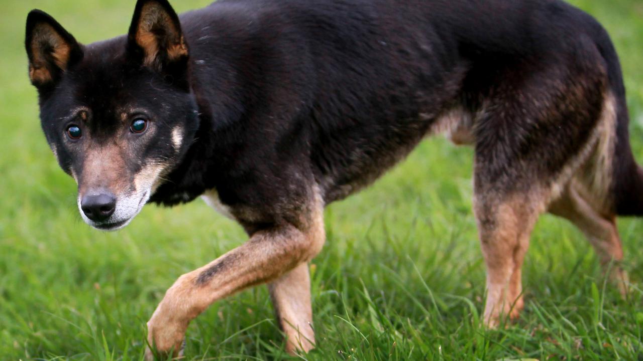 K’gari dingoes not relocated to Bunya Mountains, Mayor says