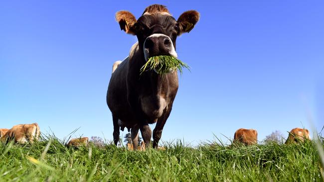 Fonterra, the world's largest dairy cooperative, is preparing to sell its consumer business in Australia and New Zealand.