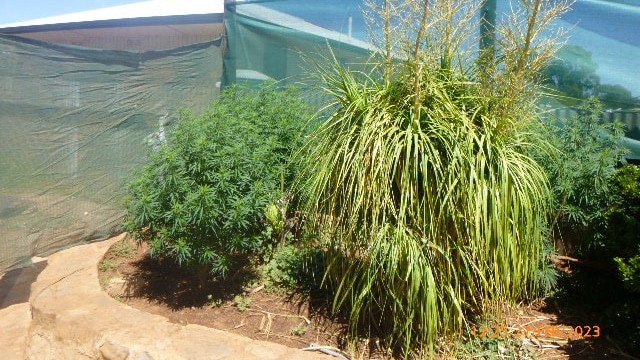 Cannabis plants found at a Peterborough property. Picture: SA Police.