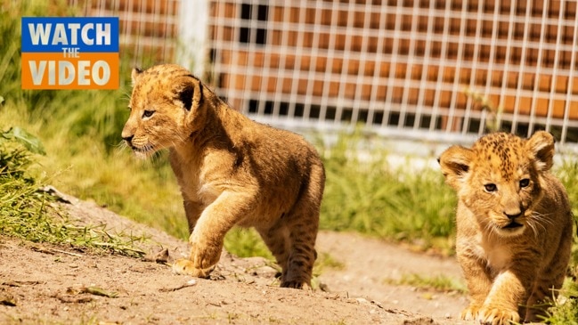 Inside look at Taronga Zoo's new lion cubs