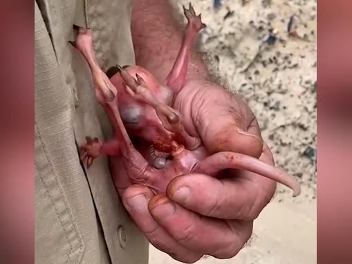 A tiny pink joey being rescued from its dead mother’s pouch is show in this screen grab from a video. The call from volunteers with Wildlife Noosa Ltd came alongside a video posted to their Facebook page of the tiny hairless joey, also called a pinkie at that age, being removed from the pouch of a dead Eastern Grey Kangaroo. Picture: Wildlife Noosa/Facebook