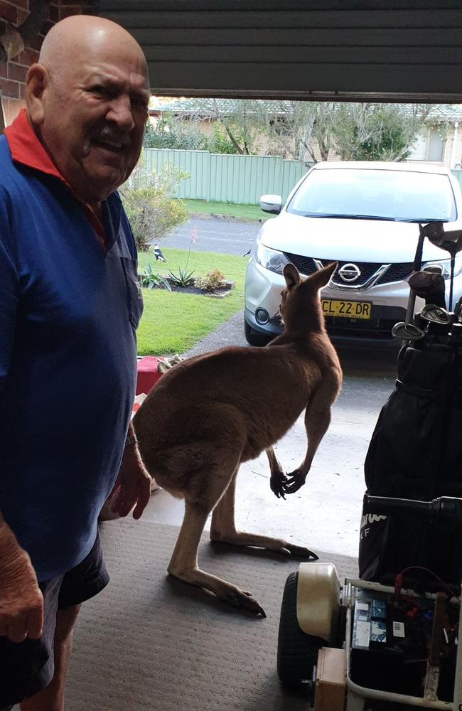 A large roo has shown a lot of interest in Arthur Williams' garage in recent months at South West Rocks.