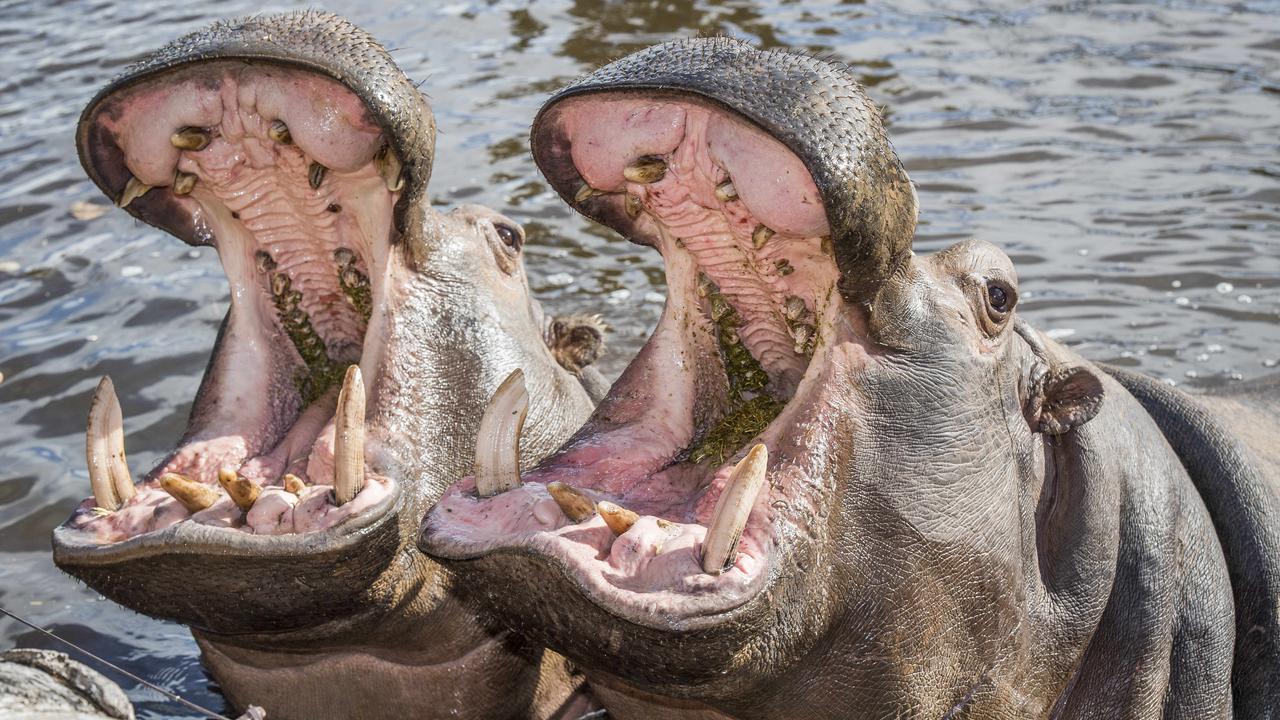 Hippo's Teeth Cleaning