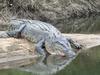 ‘Something has to be done’: Yachtie partner eaten by croc backs cull