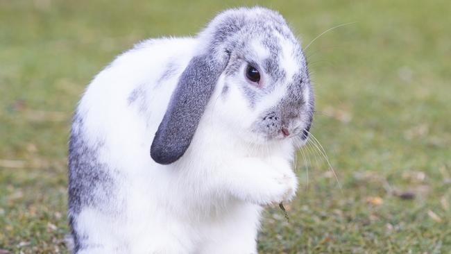 'Posie' at White Ridge Farm in Elimbah. Picture: AAP/Renae Droop