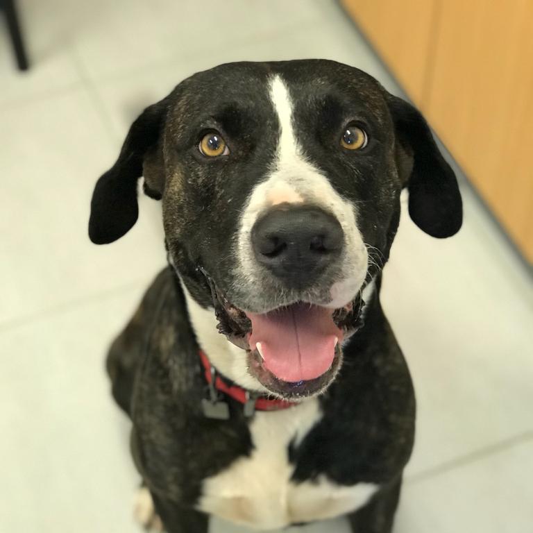 Jaboo, believed to be a 5-year-old bull arab cross, was seized by the RSPCA after he was identified as a dog being pinned to the ground and bashed by a man in Mackay. Photo: RSPCA Queensland.