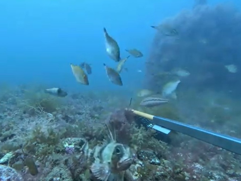 Fish captured near the Turners Beach artificial reef using a baited remote underwater video (BRUV). Picture: Sarah Ugalde