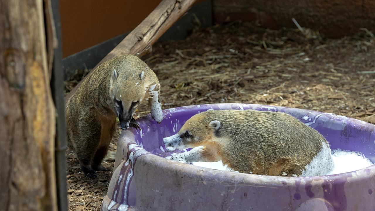 The South American Coati having a bath at Adelaide Zoo. Picture: Adrian Mann