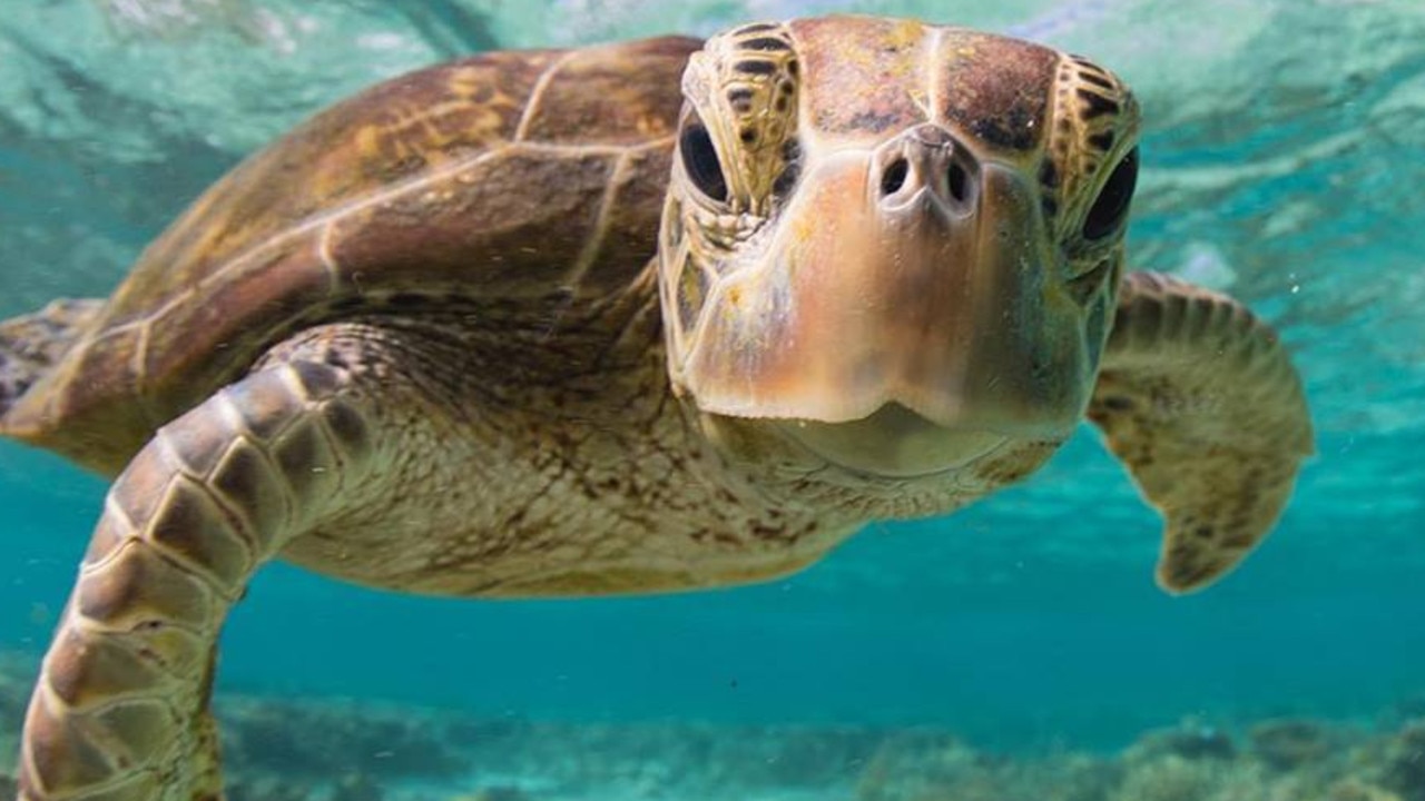 The Great Barrier Reef’s long-term outlook has been downgraded from “poor” to “very poor”. Picture: Sean Scott.