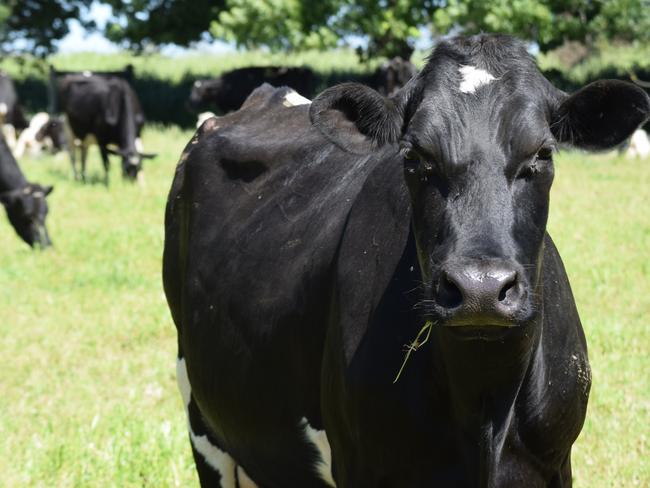 Dairy farmer Mark Brisbane, Durringyle, supplies the Fresh Cheese Company, which sells through Aldi. Friesian. Generic. Dairy cow. PHOTO: JAMIE-LEE OLDFIELD