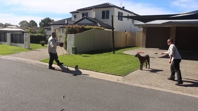 Gold Coast council officers struggle to catch goat