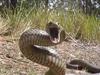 Man in 20s taken to hospital after being bitten by snake