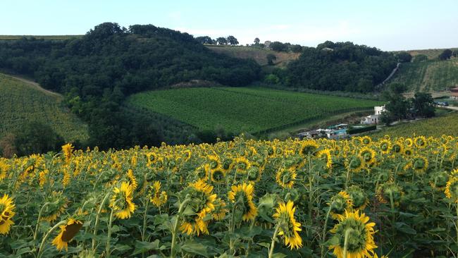 Sunflower fields and grape vines of Abruzzo Italy.