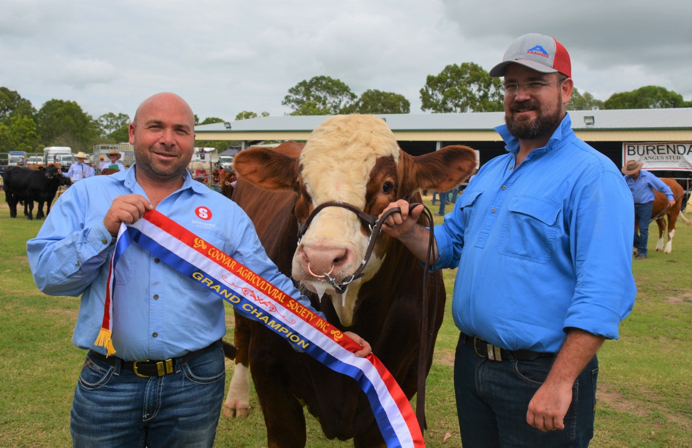 Marty Rowlands from KBV Simmental Stud and Stephen Lean with KBV Penfold a.k.a Penny, the Grand Champion European Bull at the 71st annual Cooyar Show. Picture: Kate McCormack