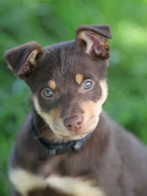 Carmen Grodzki sent in this snap of her Kelpie pup Tim Tam. Picture: Supplied