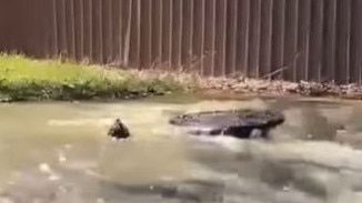 Sewer water has leaked onto a popular walking track in Modbury North, contaminating a nearby creek. Picture: Facebook (Ngarie Kelly)