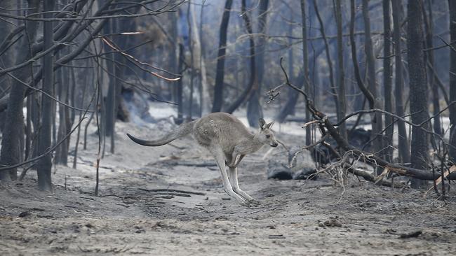 A kangaroo hops across a burnt ground looking for feed near Mallacoota. Picture: David Caird