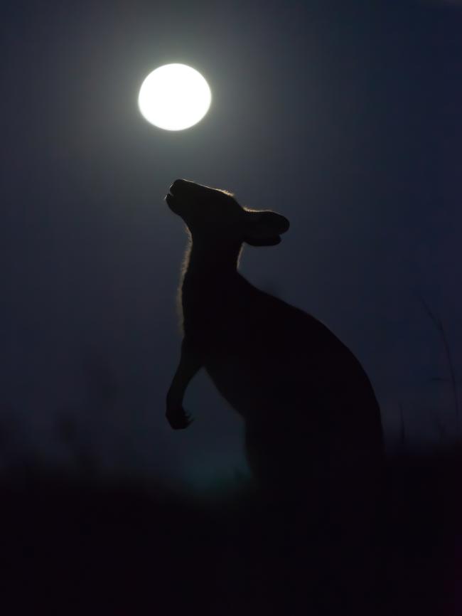 'Howling at the moon': Wollongong photographer Mike George has been shortlisted in the Australian Geographic Nature Photographer of the Year award for his shot of a kangaroo under the full moon in Woolgoolga. Photo: Mike George