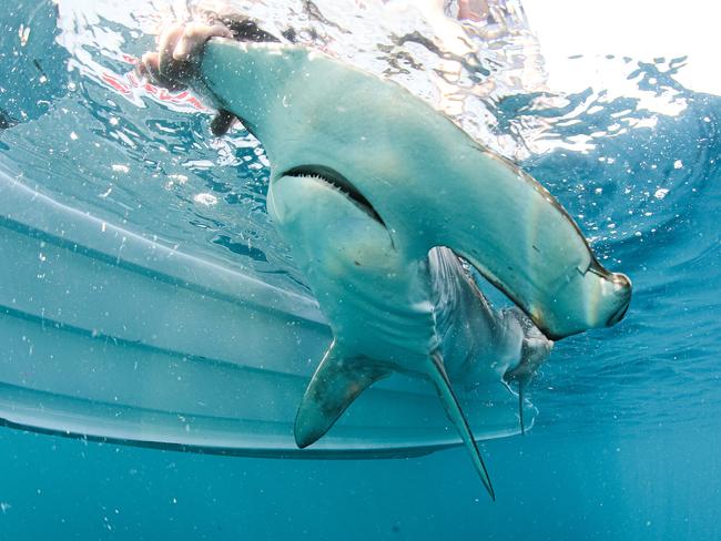 A smooth hammerhead caught close to a Sydney beach is carefully released. Picture: Al McGlashan