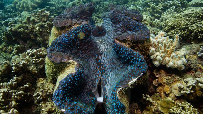 Normanby Island is brimming with sea life including coral, fish and crustaceans as a resilient and bustling part of the Great Barrier Reef in Far North Queensland. PICTURE: JULIANA RESTREPO VILLEGAS