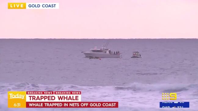 Young whale caught in shark nets off Gold Coast (9News)