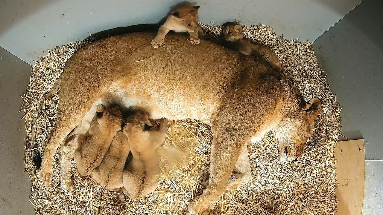 Taronga Zoo Sydney Announces Birth Of Five Lion Cubs To Maya And Ato