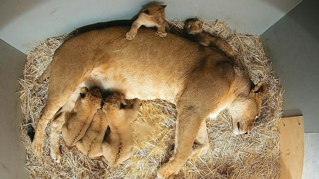 Taronga Zoo Sydney has announced the birth of five African lion cubs.